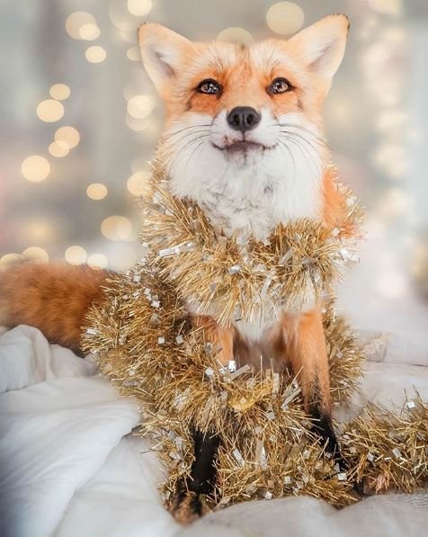 Juniper the Fox