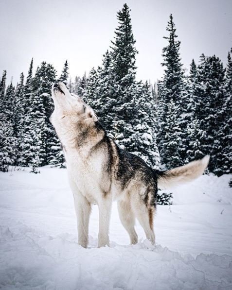 Loki Wolfdog