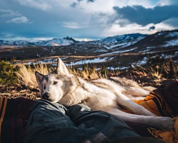 Loki Wolfdog