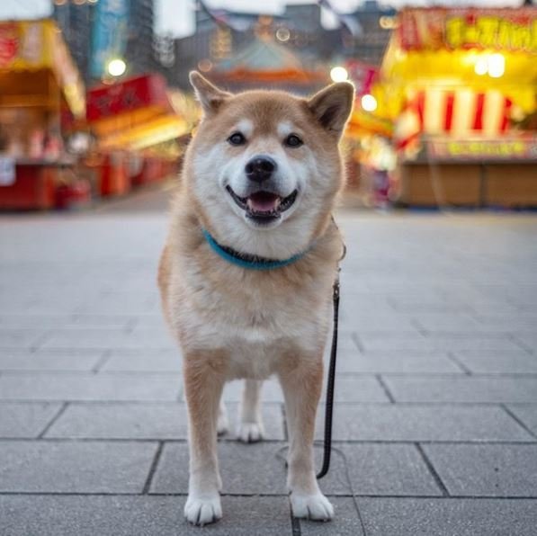 Maru Taro je na sociálních sítích jedním z nejsledovanějších psů