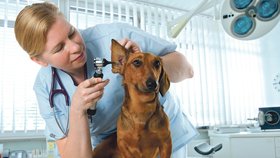 Pravidelné prohlídku u veterináře mohou pomoci předejít nepříjemným onemocněním. 