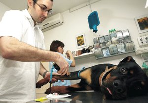 Než se pejska ujme veterinář, poskytněte své mazlíčkovi první pomoc!