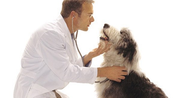 Vážnější úrazy musí ošetřit veterinář