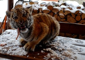 Tygří holčička Deanerys je hlavní hvězdou faunaparku v Lipové-Lázni. Petr Augustýn (53) si přeje pouze zdraví pro své děti a zvířata.