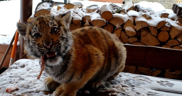 Ojedinělá atrakce: Malou tygřici si v Lipové můžete vyvenčit i nakrmit