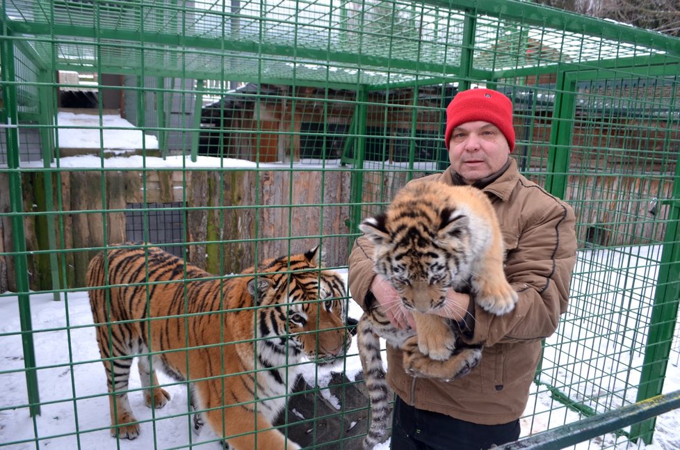 Tygří holčička Deanerys je hlavní hvězdou faunaparku v Lipové-Lázni. Petr Augustýn (53) si přeje pouze zdraví pro své děti a zvířata.