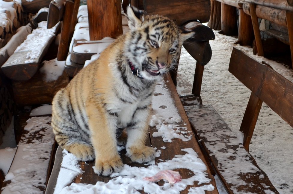 Faunapark v Lipové-Lázni je jediným místem v Česku, kde mohou návštěvníci krmit malé tygří mládě a hrát si s ním při venčení.