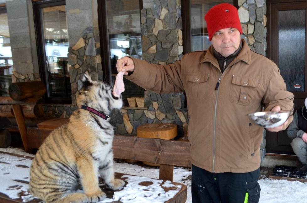 Faunapark v Lipové-Lázni je jediným místem v Česku, kde mohou návštěvníci krmit malé tygří mládě a hrát si s ním při venčení.