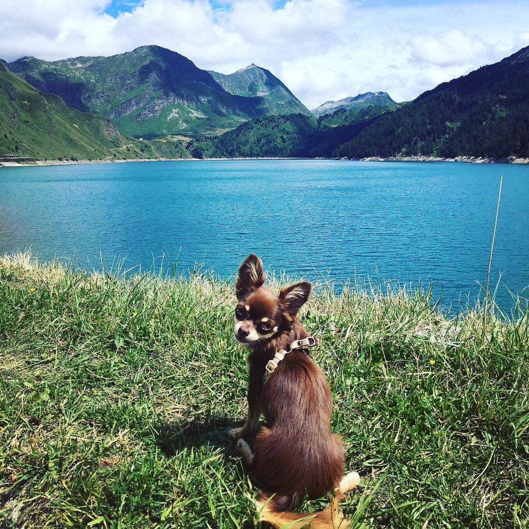 Čivava Rocky, čtyřnohý miláček Dominika Kubalíka.