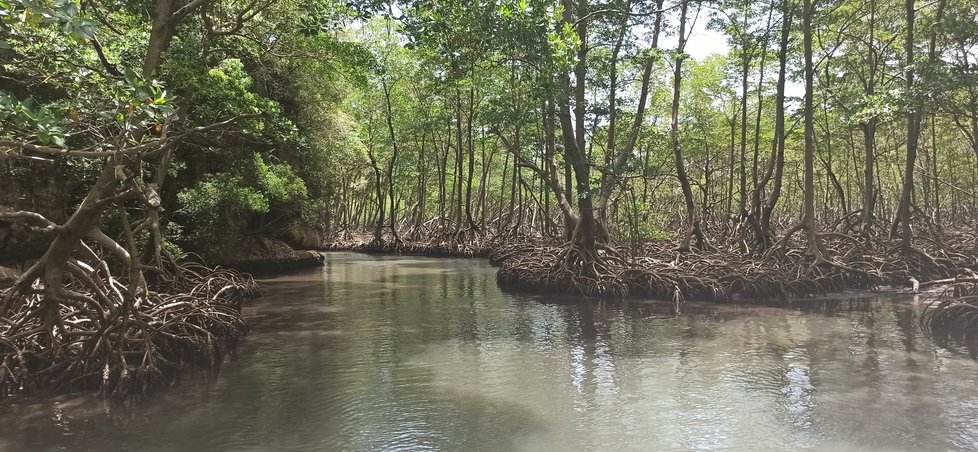 Mangrovové porosty jsou chráněnými ptačími oblastmi.