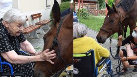 Klienty Domova Sue Ryder přišel navštívit terapeutický kůň.