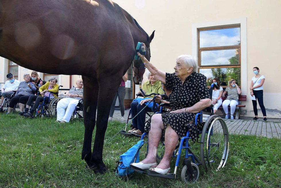 Klienty Domova Sue Ryder přišel navštívit terapeutický kůň.