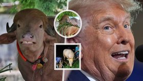 Buvol připomínající Donalda Trumpa unikl obětování, přestěhovali ho do zoo