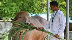 Buvol se díky své nápadné podobnosti s americkým prezidentem stal virální senzací