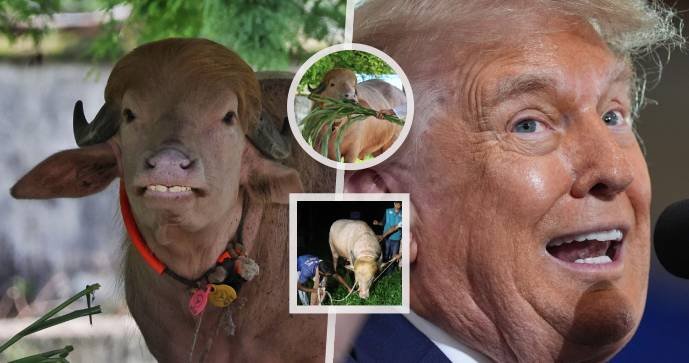 Buvol připomínající Donalda Trumpa unikl obětování, přestěhovali ho do zoo