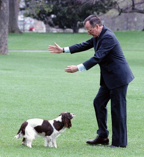 George Bush st. (92). Millie, anglický špringeršpaněl.