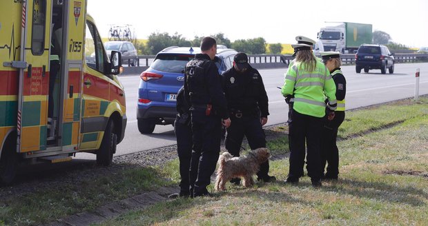 Na dálnici D1 u Prahy srazilo auto chodce, zřejmě mu utekl pes.