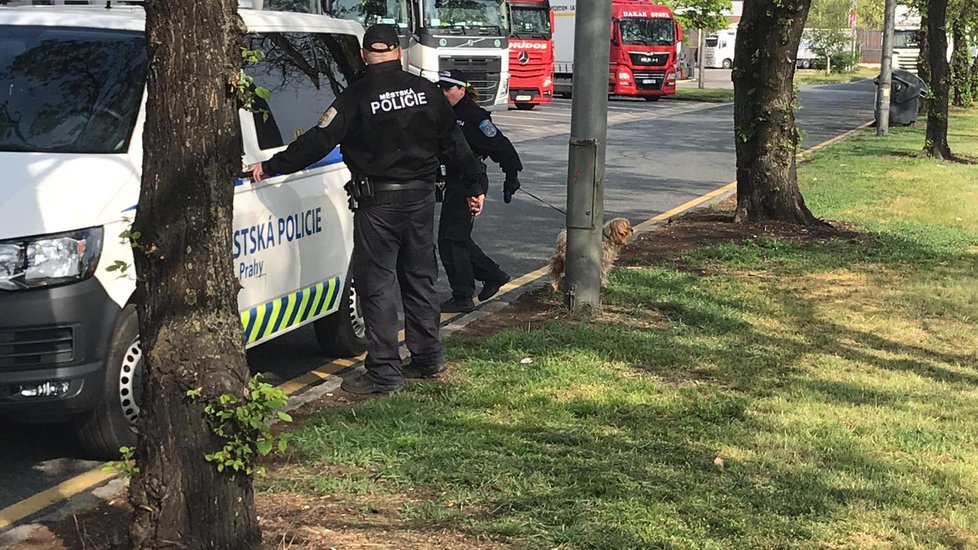 Na dálnici D1 u Prahy srazilo auto chodce, zřejmě mu utekl pes.