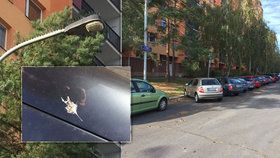 Holubi na Ládví nadměrně kálí na auta: Před poškozením ochrání vozy speciální bodce proti ptactvu