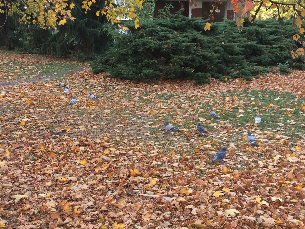 Na Ládví se umísťují bodce proti ptactvu. Na sloupech mají zabránit tomu, aby holubi káleli na auta.