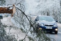 Další příval sněhu a polámané stromy: Za den napadne až 15 centimetrů