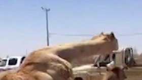Dopravní kolaps v Dubaji: Milostný akt dvou velbloudů zablokoval celou silnici! 
