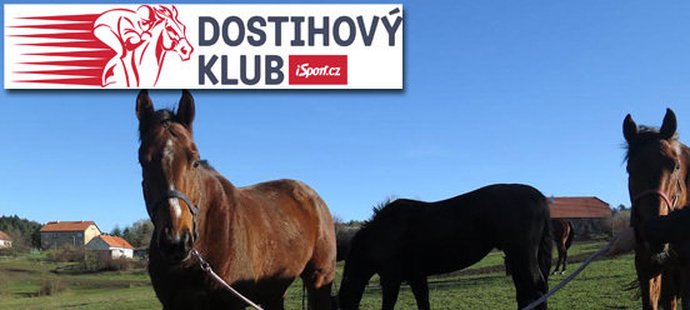 Šestiletý hnědák Power Zar patří do stáje Dostihového klubu iSport.cz