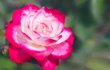 Double Delight - Čajová růže z USA. Krémově bílé okvětní lístky lemuje červený až tmavě růžový okraj. Oblíbená zejména pro výraznou vůni.