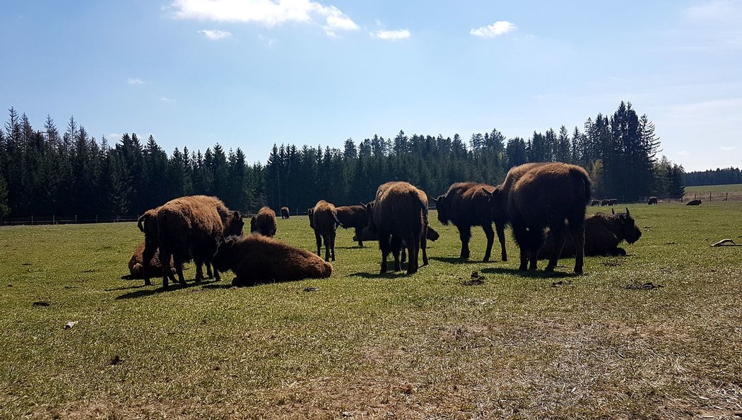 „Bison ranch“ v osadě Rožnov nedaleko Landštejna a Matějovce v srdci Přírodního parku Česká Kanada, to je opravený starobylý statek s dokonalou kuchyní. Kromě dalších specialit tu připravují steaky z vlastního chovu. Dá se i ubytovat včetně příjemného wellnessu.