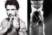 Robert Downey jr. vs. kotě
