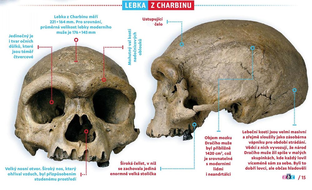 Lebka Dračího muže z Charbinu
