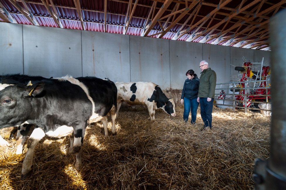 Prezidentský kandidát Jiří Drahoš (vpravo) navštívil 19. ledna mléčnou farmu rodiny Šítalových v Mojném na Českokrumlovsku při jeho cestě po Jihočeském kraji. Ke krávě ho doprovázela Eva Šítalová.