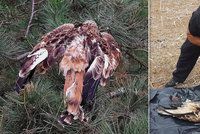 Na jihu Moravy někdo tráví chráněné dravce: Jiní dva byli nalezeni v Čechách