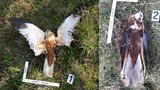 Další případ otrávených dravců! Ornitologové na Kolínsku nalezli tři usmrcené motáky