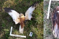 Další případ otrávených dravců! Ornitologové na Kolínsku nalezli tři usmrcené motáky