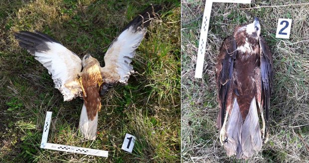 Další případ otrávených dravců! Ornitologové na Kolínsku nalezli tři usmrcené motáky