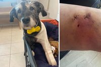 Útok pitbulla na Vinohradech: Pokousal voříška Mila i jeho paničku! Pejsek musel na operaci