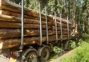 Cyklisté museli na Šumavě uhnout na lesní cestě kamionu se dřevem, řidiče napadli.