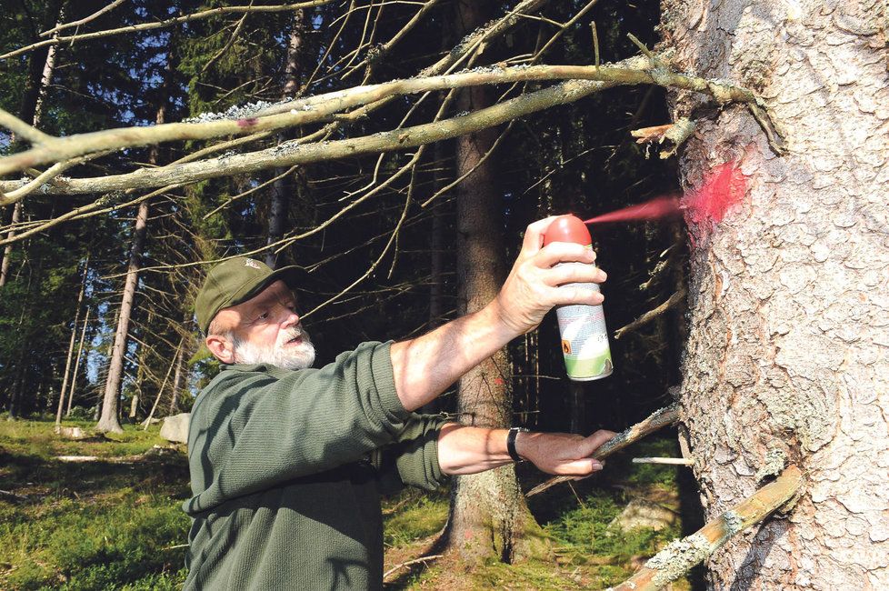 V Česku je stále spousta dřeva napadená kůrovcem