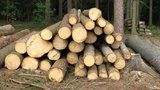 Drahé energie? Lidé začali více topit dřevem. Jenže to také zdražilo, tak přibývá krádeží