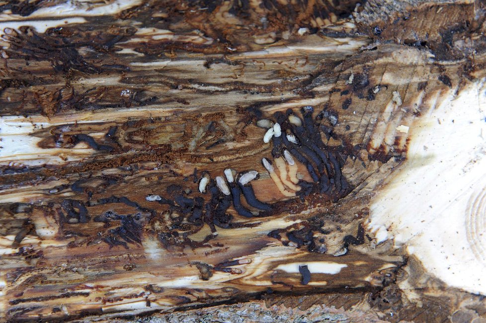 V Česku je stále spousta dřeva napadená kůrovcem.