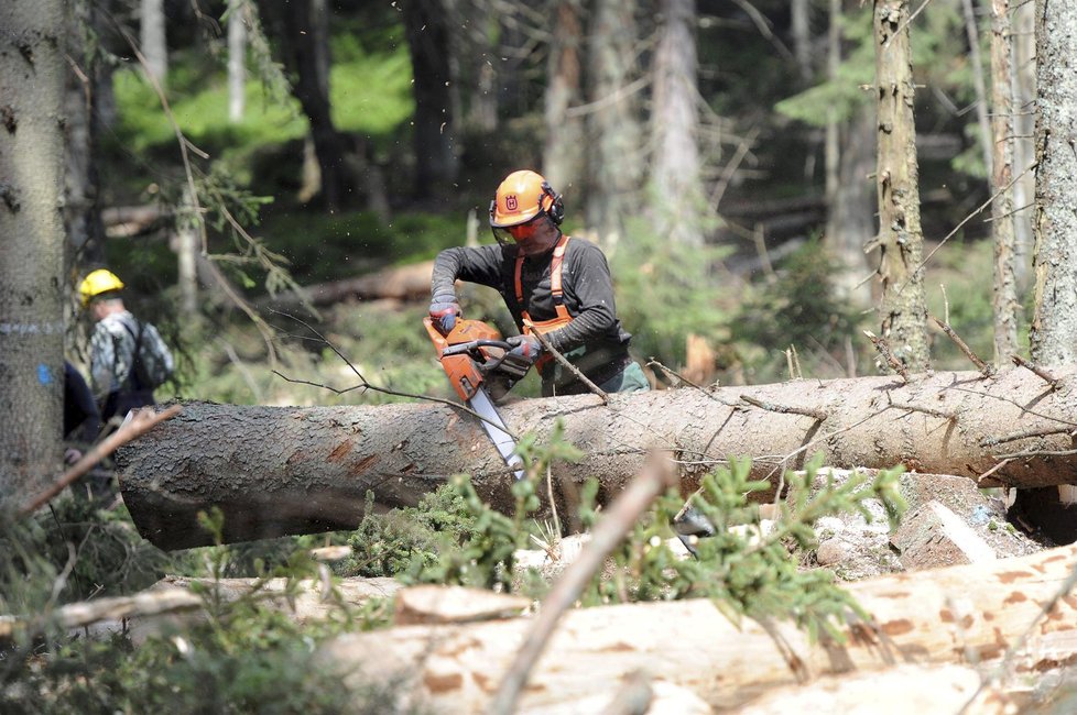 V Česku je stále spousta dřeva napadená kůrovcem