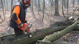 Dřevo do krbů nebo kamen pro Pražany: Lesy hlavního města prodávají řezané nebo si ho můžete pokácet