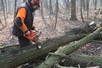 Dřevo do krbů nebo kamen pro Pražany: Lesy hlavního města prodávají řezané nebo si ho můžete pokácet