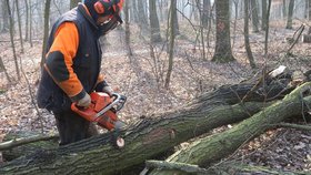 Lesy hl. m. Prahy nabízejí zájemcům samovýrobu palivového dřeva