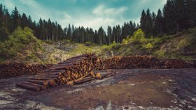 K odlesňování nejvíce přispívá nelegální těžba dřeva (ilustrační foto)