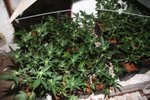Odhalená pěstírna marihuany na Rokycansku