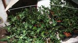 Česko – marihuanový ráj: Policie zabavila 1,1 tuny trávy a odhalila 305 pěstíren