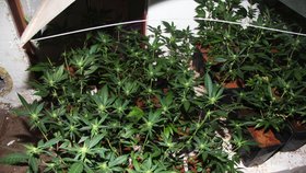 Odhalená pěstírna marihuany na Rokycansku