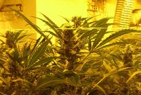 Zahradník vypěstoval marihuanu za 3 miliony korun